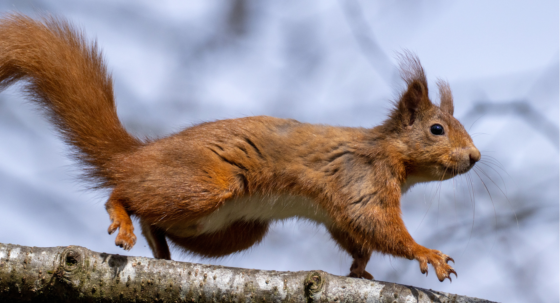 Photo of a red squirrel running along a branch, by Polly Pullar