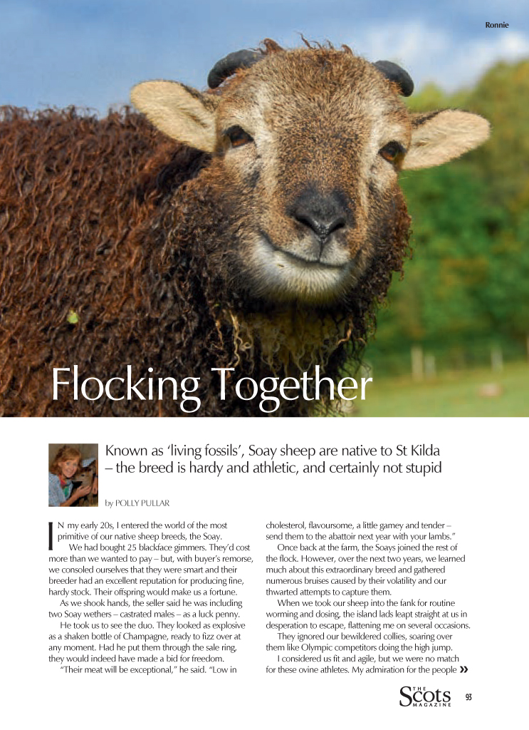 Fflocking Together by Polly Pullar, an article from the Scots Magazine