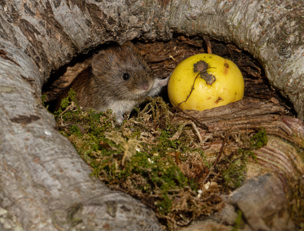 Photo of a vole with an apple by Polly Pullar