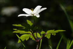 Photo of a Wood anenome flower by Polly Pullar