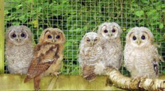 Owlets